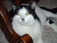 Nerone
