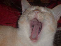 Pippo
